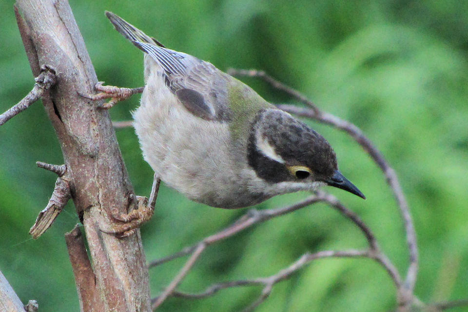 Brown-headed Honeyeater (Melithreptus brevirostris)